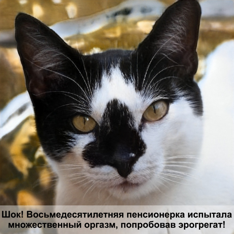 какая кошка самая милая