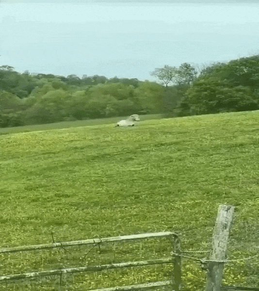 ezgif-8c286753c20ac245.gif