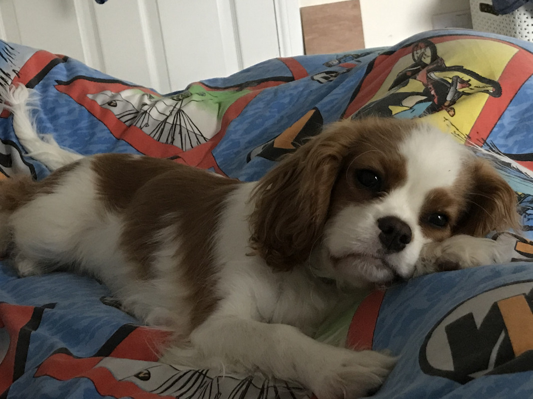 Let’s see your pet or pets. 9-DDE3-E47-9427-41-D3-88-FF-2-E69044-ED966