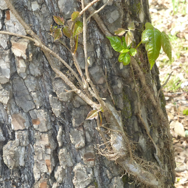 new growth from cut vine