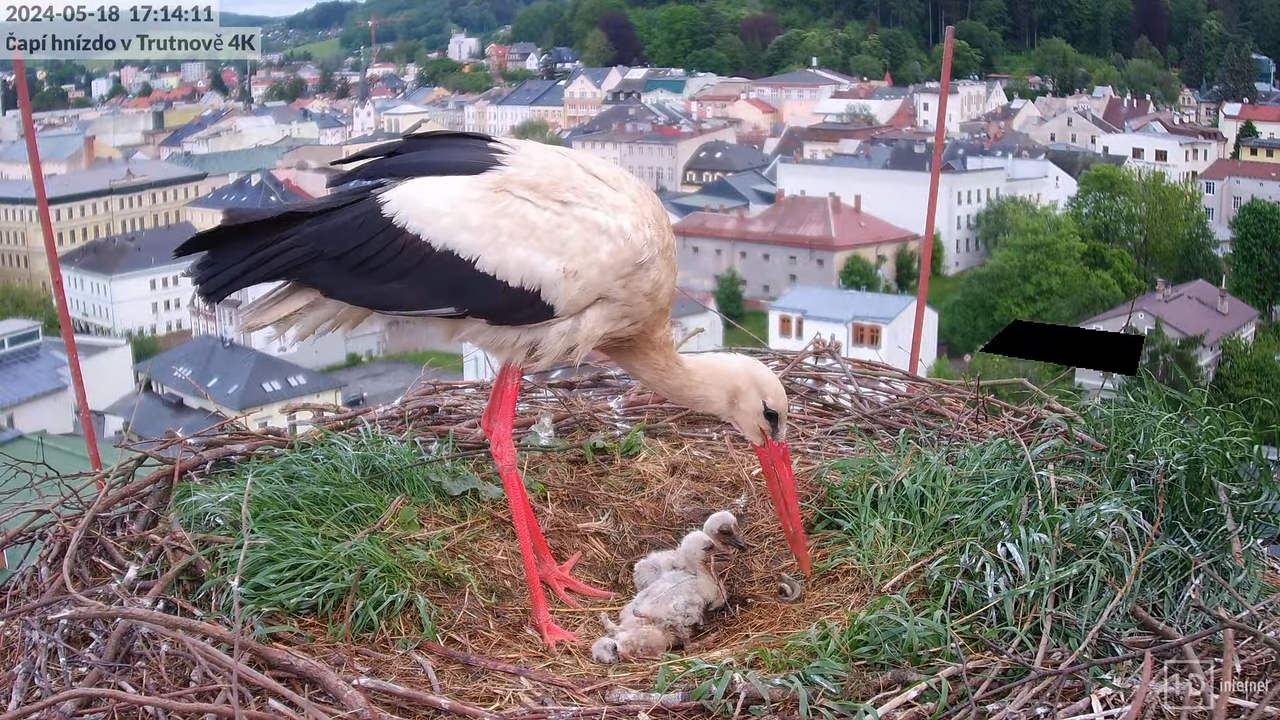 Živě z čapího hnízda na pivovarském komíně v Trutnově 5-52-23 screenshot