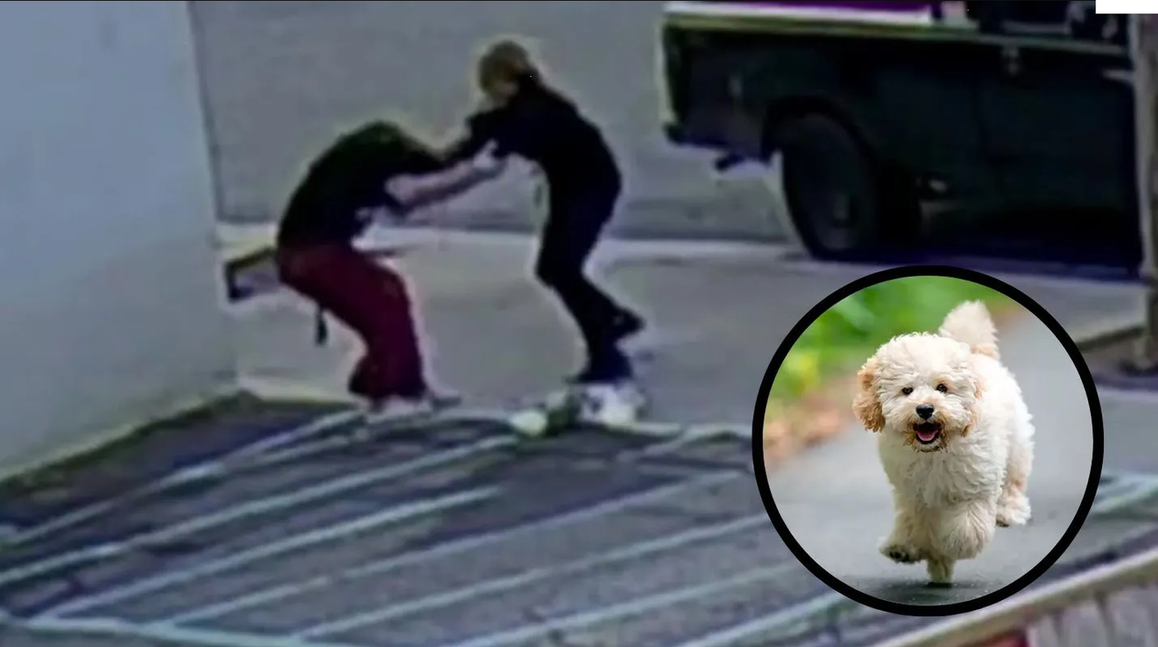 Mujer ataca a dueña de tienda de mascotas y se lleva a un perro