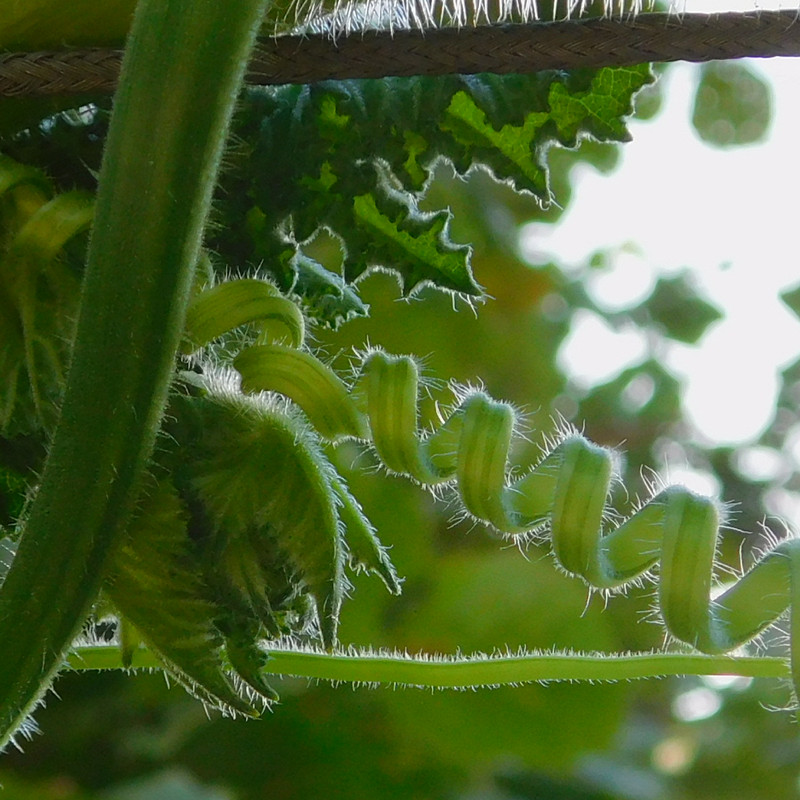 Дачно-Харлинский июнь-июль 2024 472