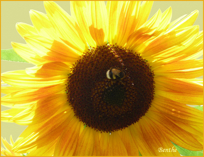 boven-blog-650x500