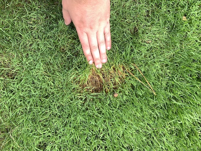 Light green grass patches. Lawn Care Forum