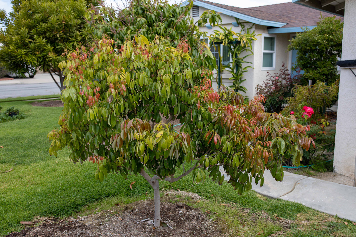 8U1A9687  Brewster Lychee Tree with New Growth (5-9-2022)