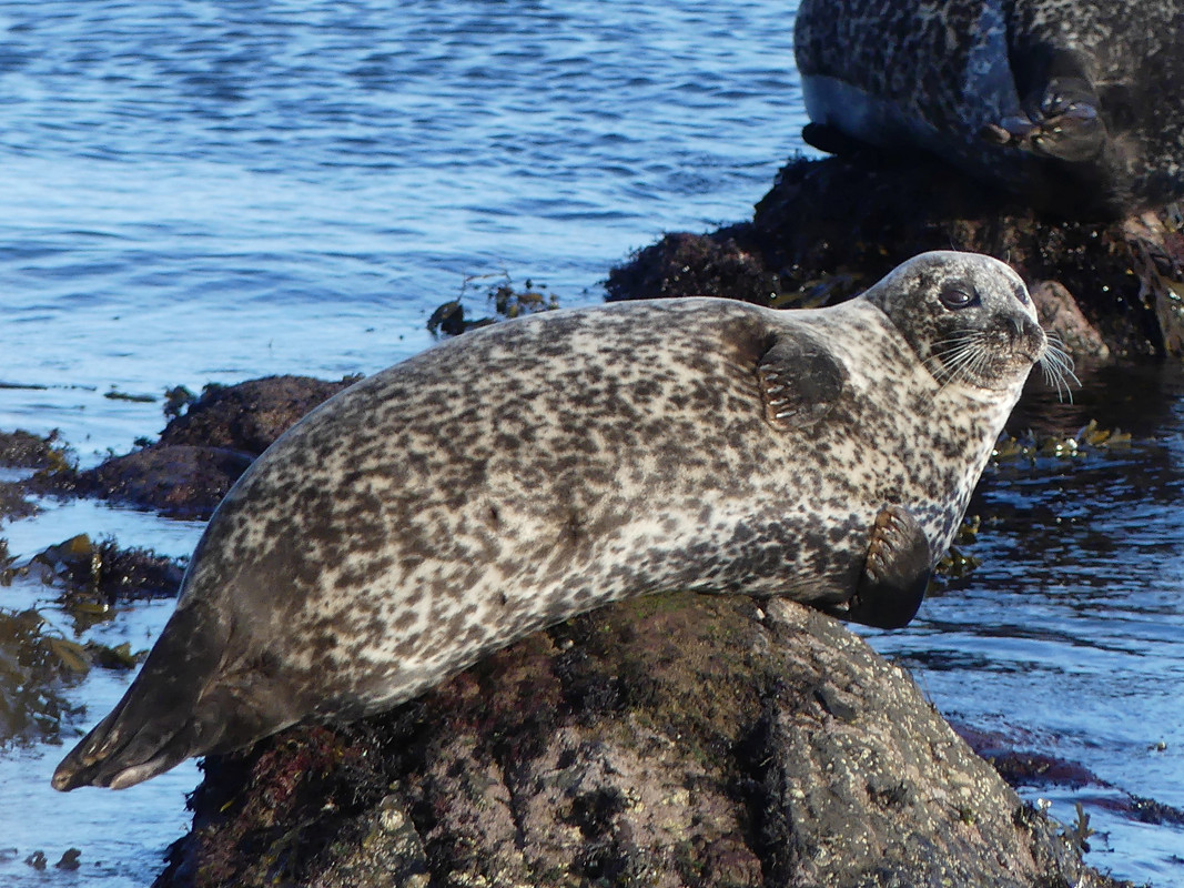 BLACKPOTS SEAL 1