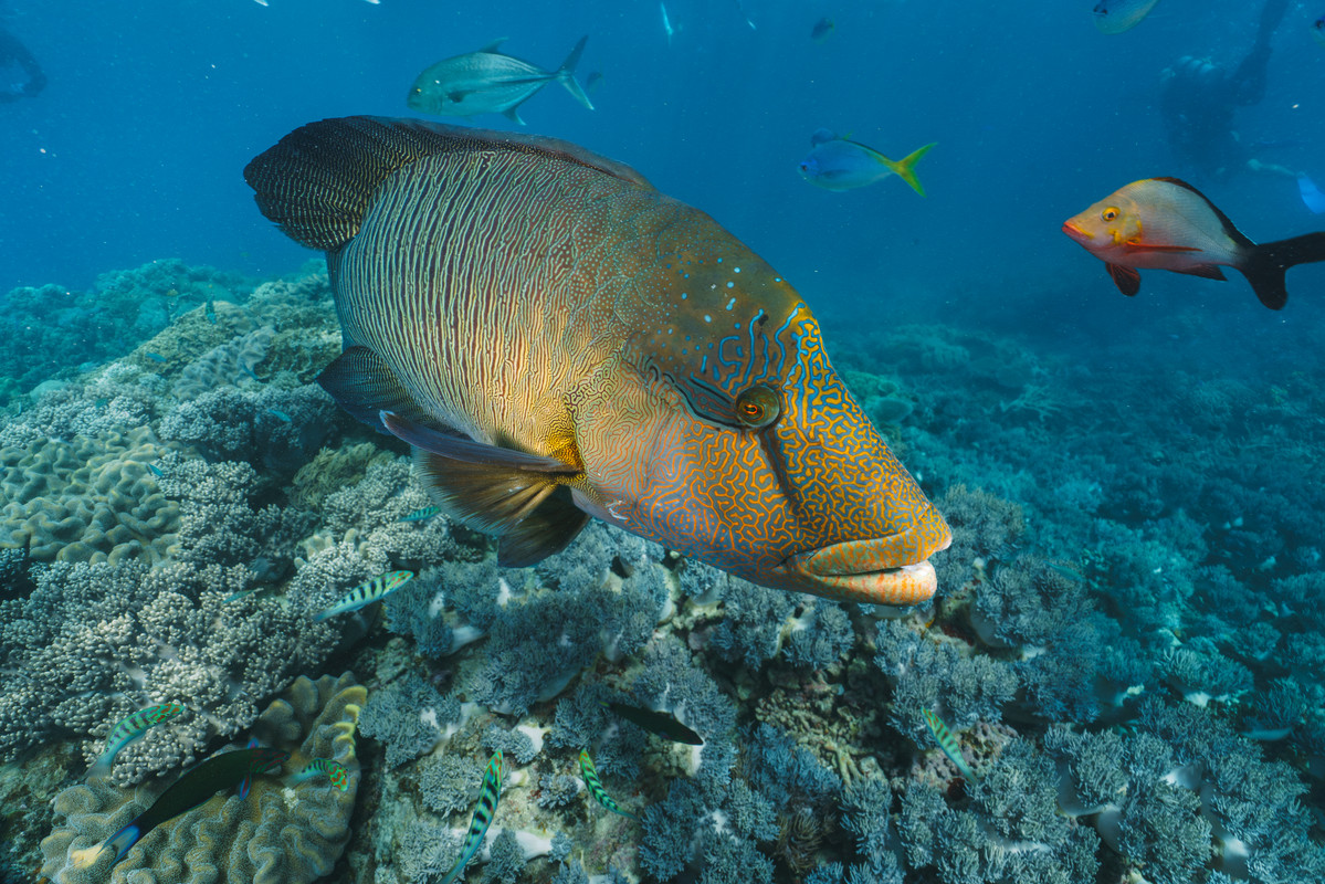 Juvenile humphead wrasse near coral reef