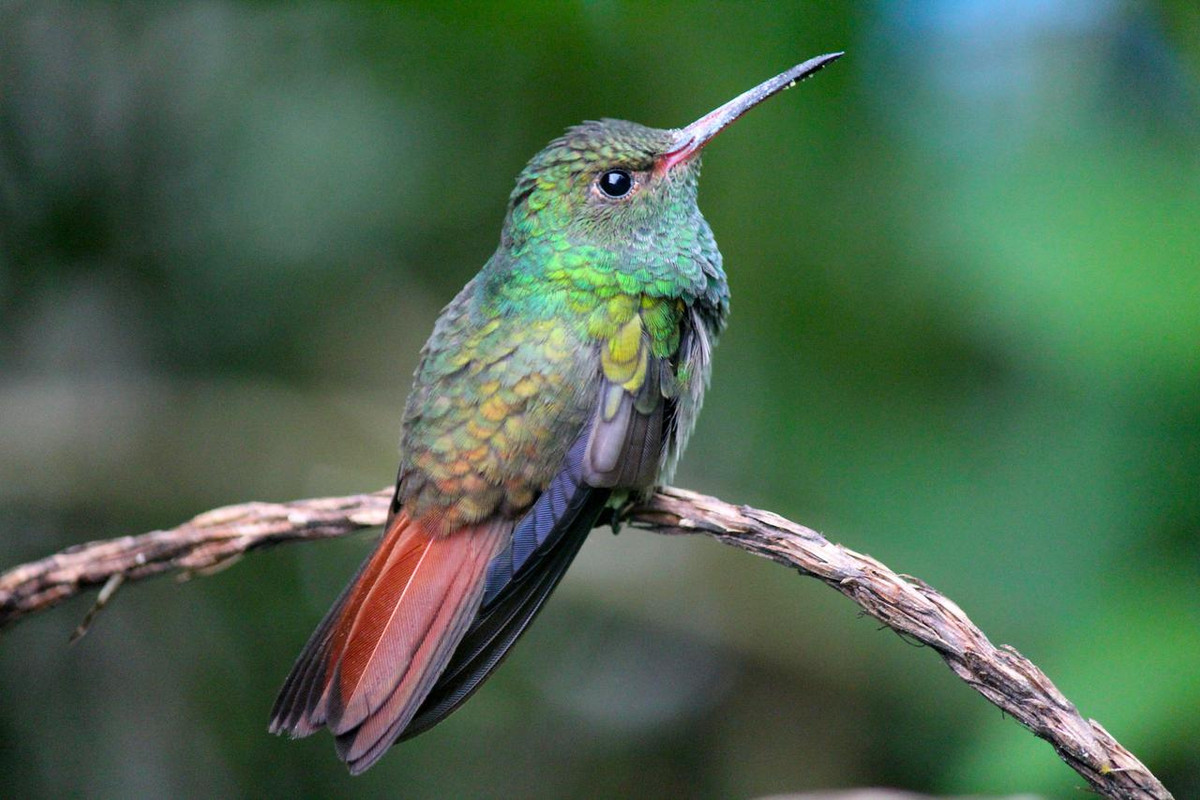 DE TORTUGAS Y PEREZOSOS. COSTA RICA 2019 - Blogs de Costa Rica - DIA 7: ARENAL. CATARATA FORTUNA (30)