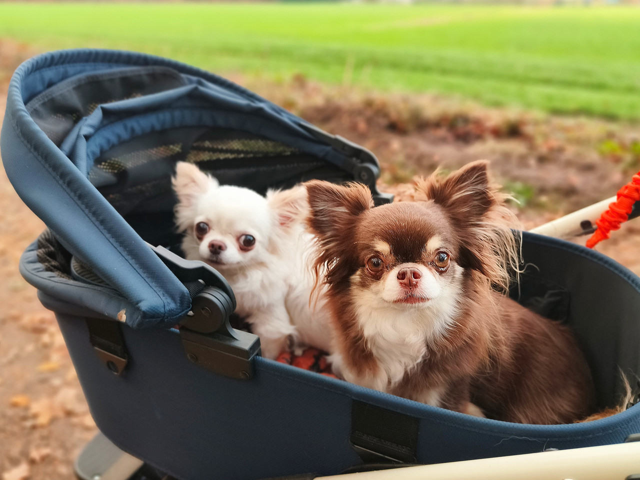 Lumii 20251108 161250865