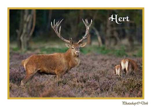 Hert.jpg