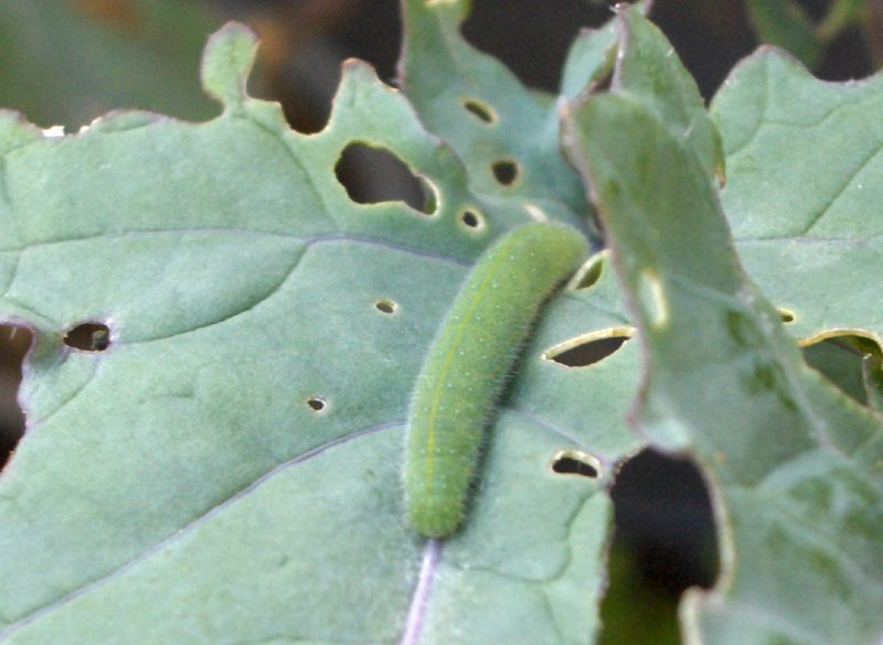 caterpillar2