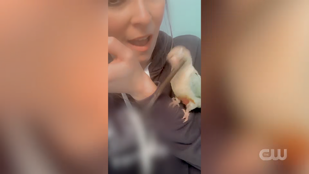 [Image: 4r6cmtt3eq1u.png]