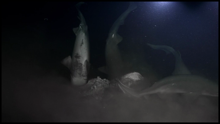 [Image: 5djue0k9ov4l.png]