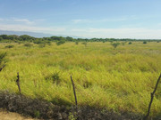 Grass-seedbank-4