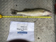 [Image: walleye6-2-23.jpg]