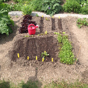 Kinderbeet nachgesät 14. Mai 2015 (3)