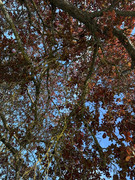 IMG-0738(2)-Copy
