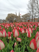 IMG_20210504_142951_0