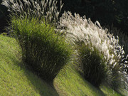 Japanese-pampas-grass-susukino-sui-bo-PB080105