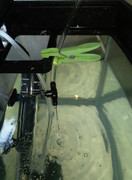 Water-change-2