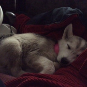 13002545_1535827673389626_2824223357147608666_o