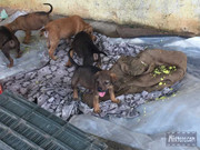 BBG&B29Pondicherry - 10