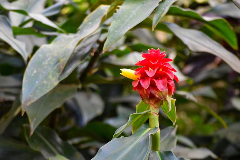 В джазе только девушки или аргентинско-бразильский калейдоскоп В джазе только девушки или аргентинско-бразильский калейдоскоп