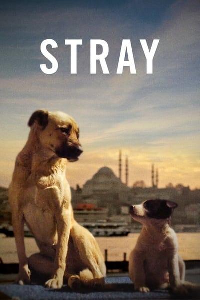 Stray 2020 TURKISH 1080p BluRay x265-VXT