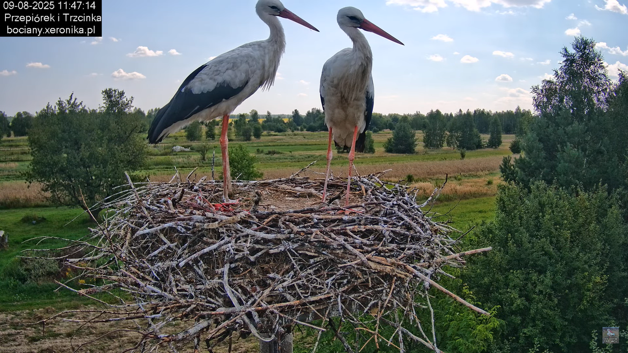 09082025bociany16