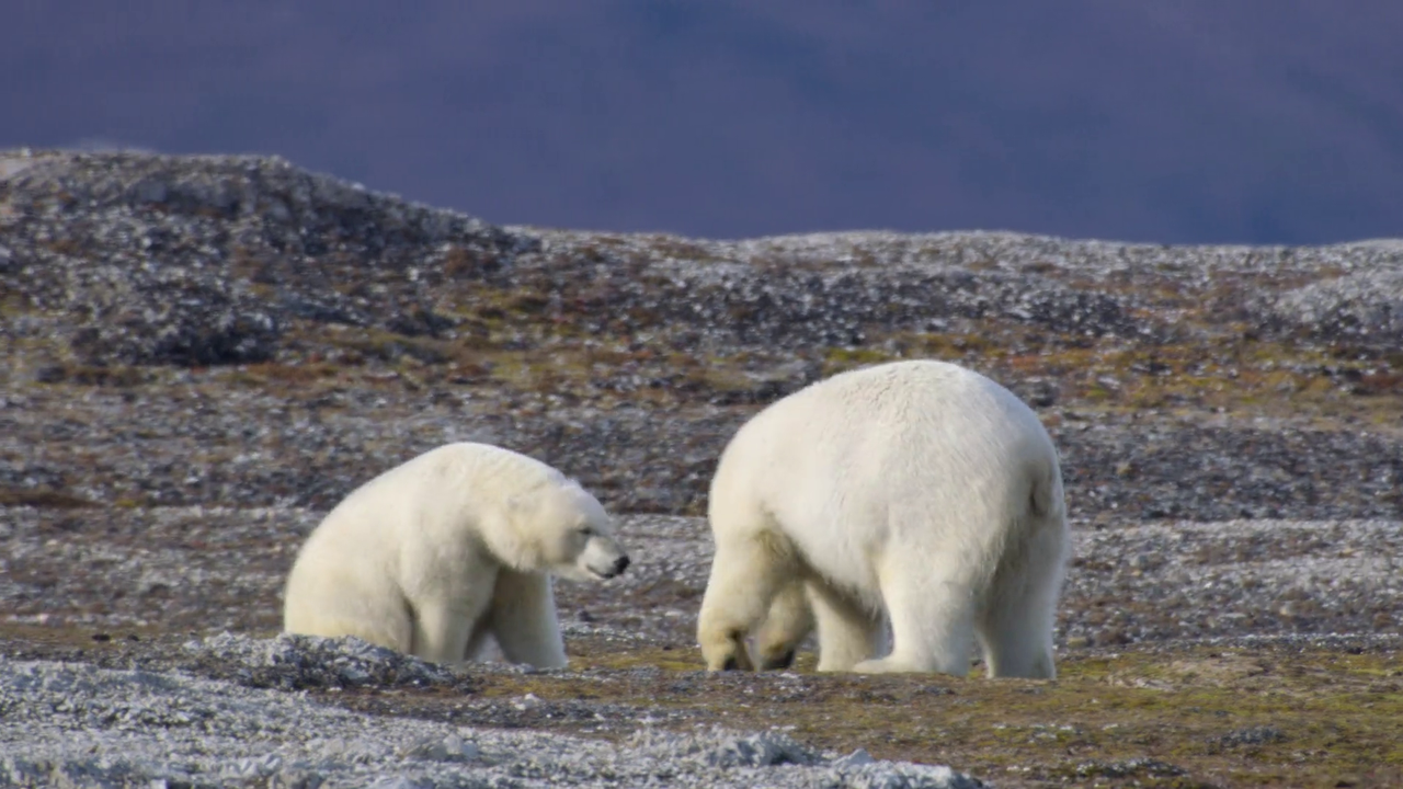 Bear Witness 2022 1080p WEB DL AAC x264 BluBeast