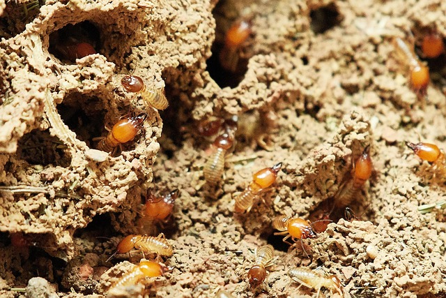 ಗೆದ್ದಲು ಹುಳುಗಳು