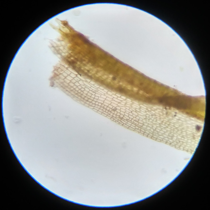 IMG 20250617 123706 HDR