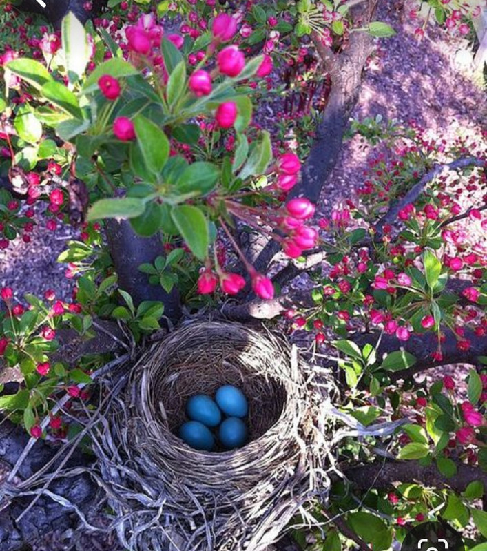 Screenshot_20240331_003329_Pinterest