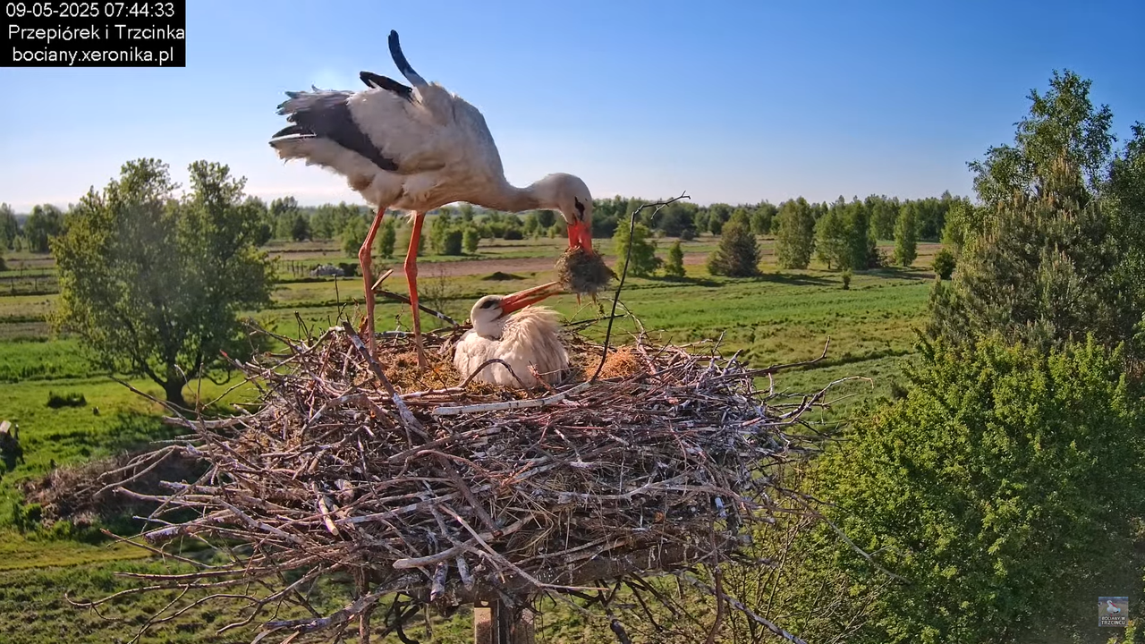 09052025bociany16