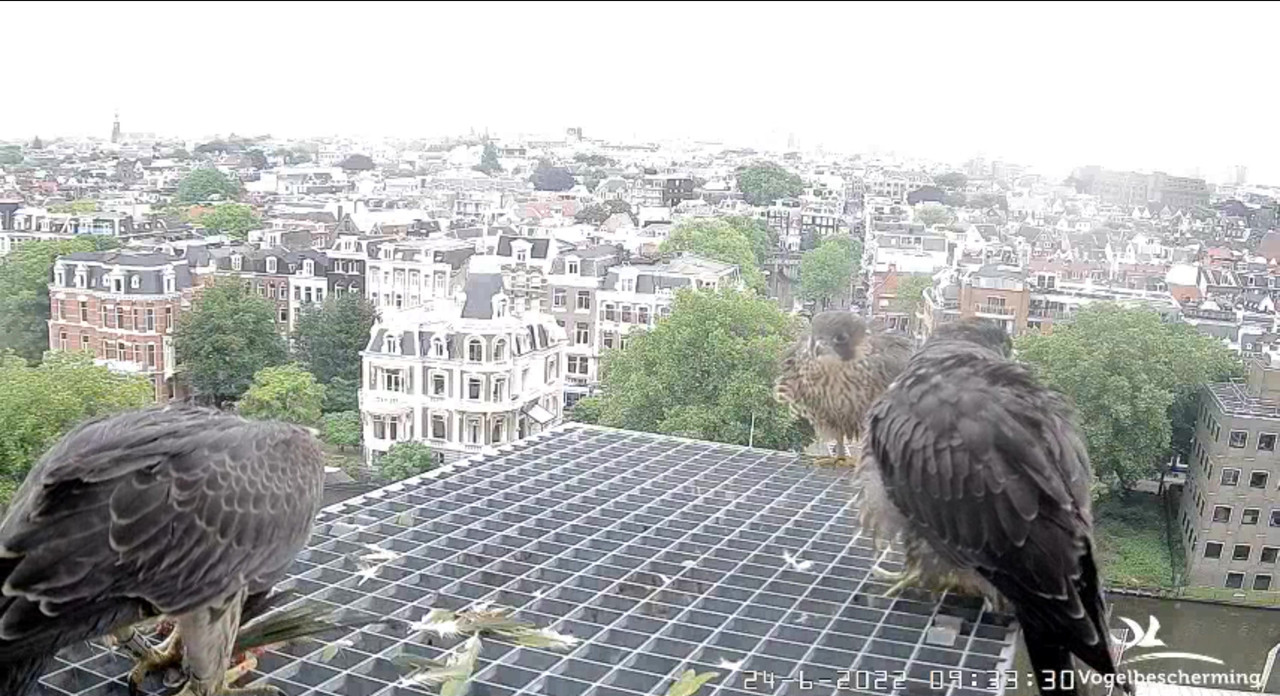 Amsterdam/Rijksmuseum screenshots © Beleef de Lente/Vogelbescherming Nederland - Pagina 32 Video-2022-06-24-093834-Moment-8