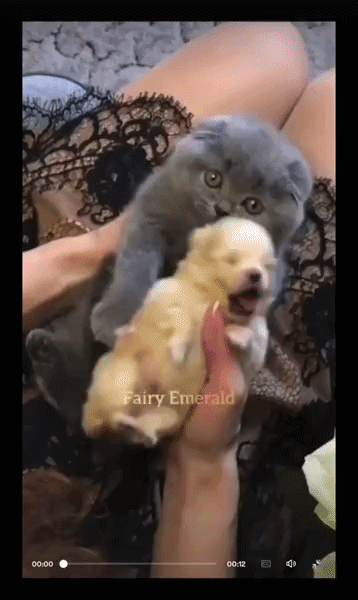 ezgif-8cf2d7d3ce429239.gif