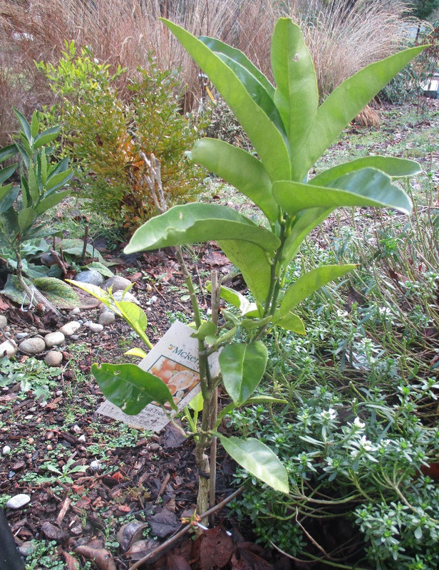 bloomsweet-Jan10,2021