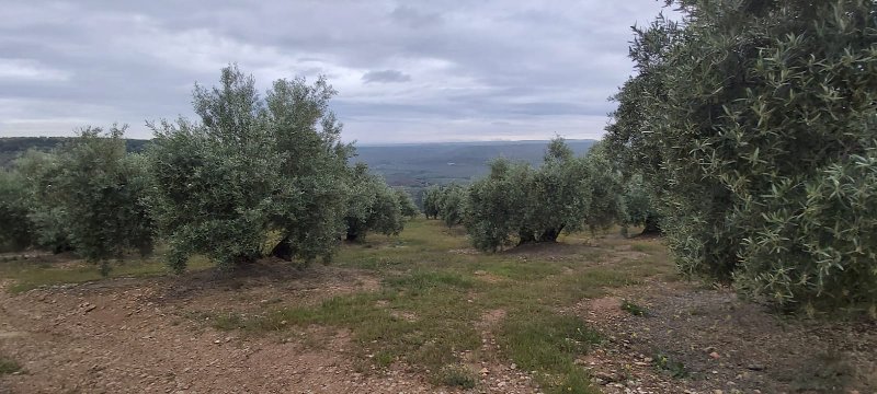 Seguimiento evolutivo/productividad parcela de secano en calar (Jaén) PHOTO-2020-05-15-11-21-22