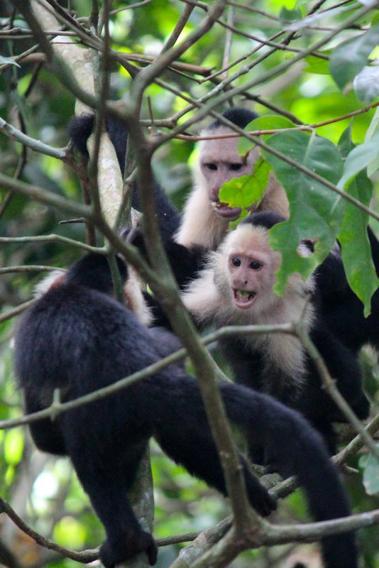 DÍA 5: PARQUE NACIONAL CAHUITA - DE TORTUGAS Y PEREZOSOS. COSTA RICA 2019 (14)