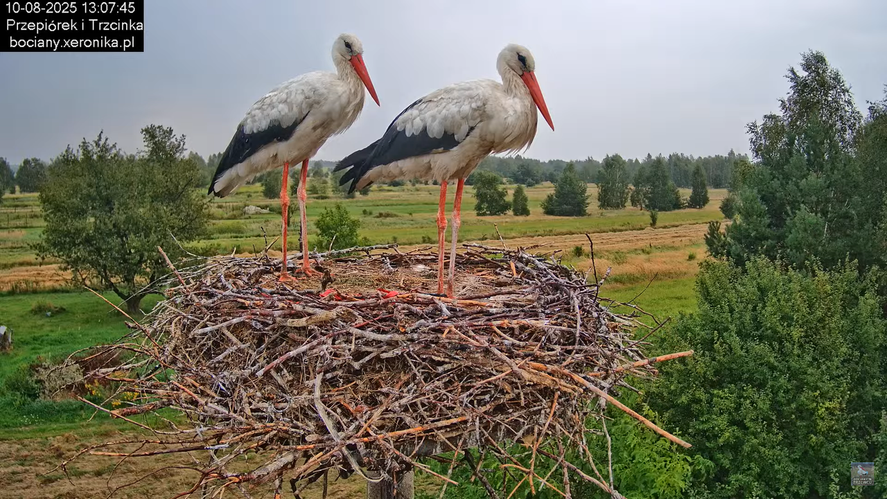 10082025bociany20
