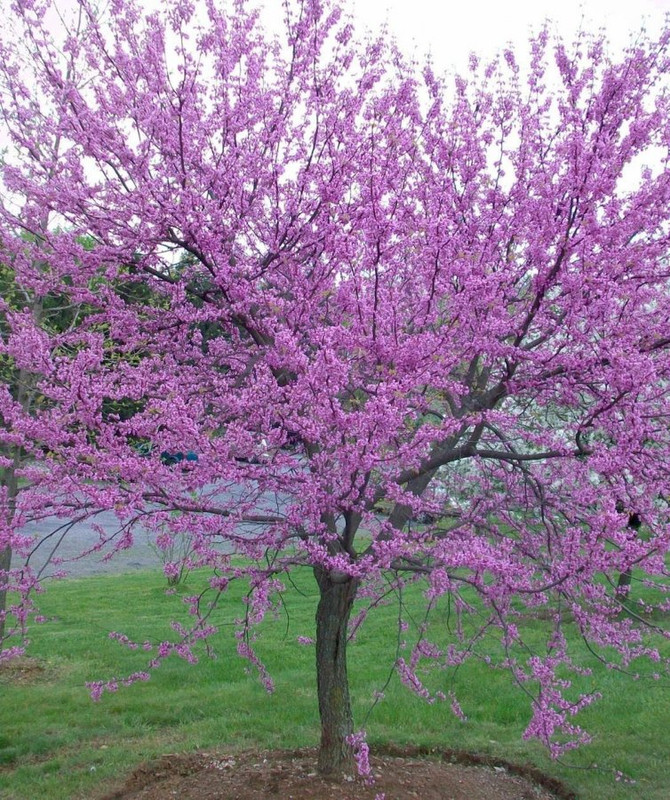 Texas Redbud Tree....... Lawn Care Forum
