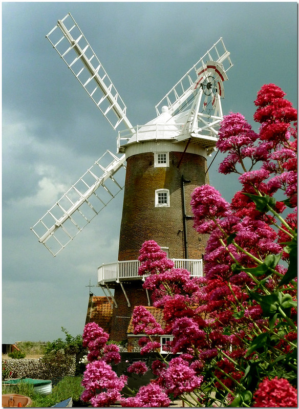 magenta-flower-windmill.jpg