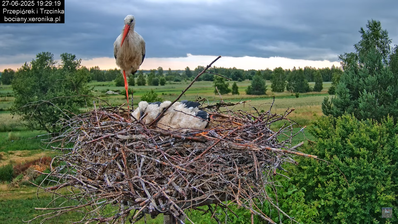 27062025bociany45