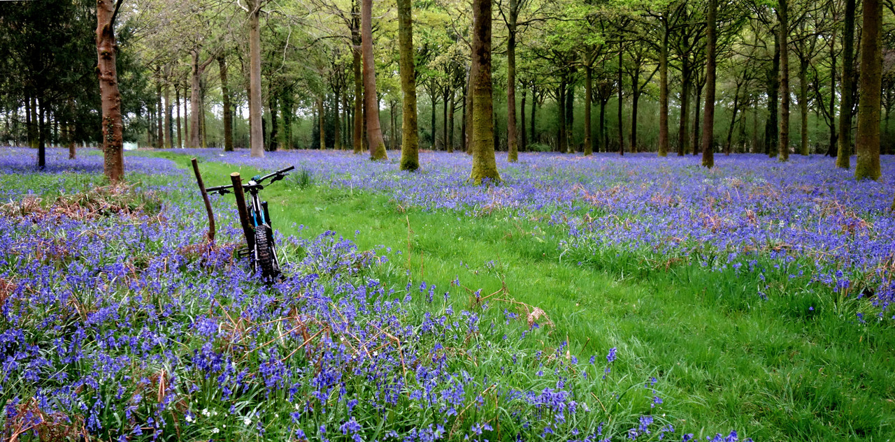 Birch Coppice, Dorset