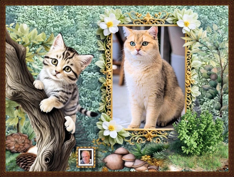 MOOIE-KATER-2