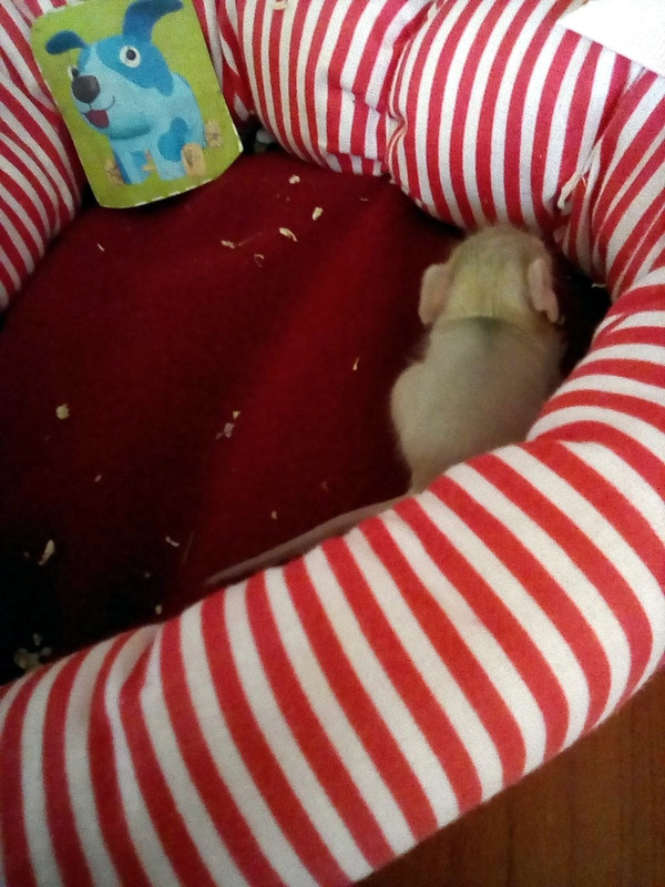 Арония самая мелкая