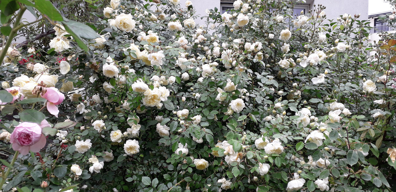 юни 245