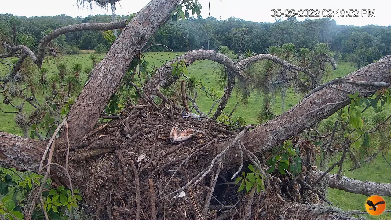 EC Nest Cam 2-24-59 screenshot (1)