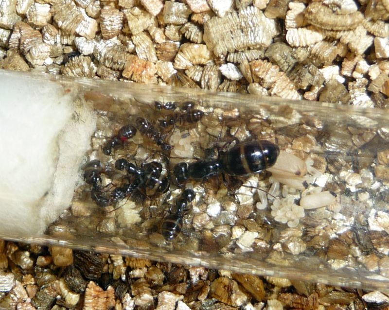 1108-Camponotus.jpg